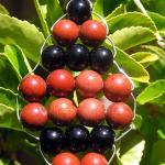 Red Jasper & Black Onyx - B..